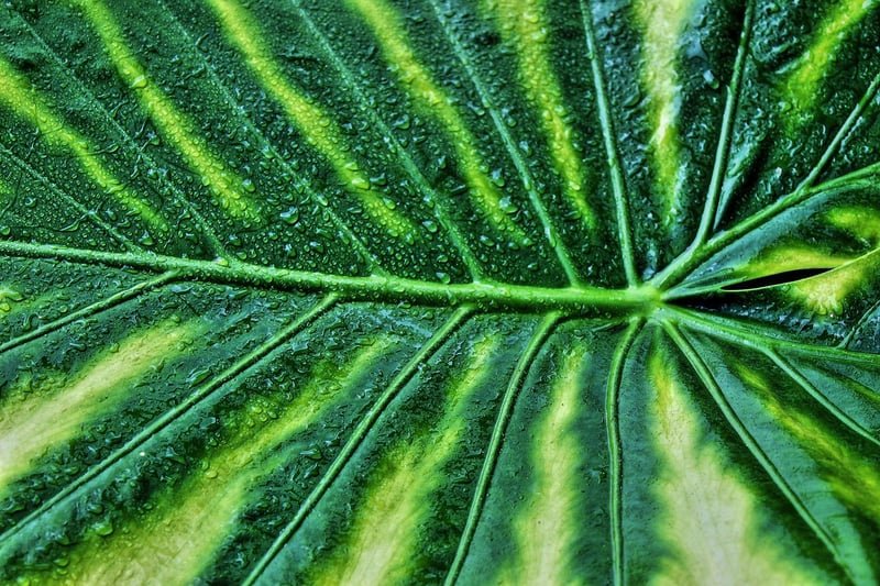 Alocasia Polly