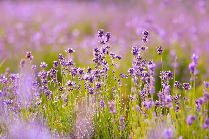 Lavender Oil